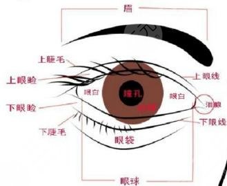 眼部结构