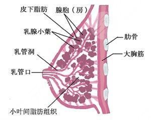 胸部结构