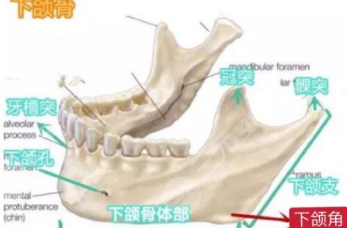 下颌角整形