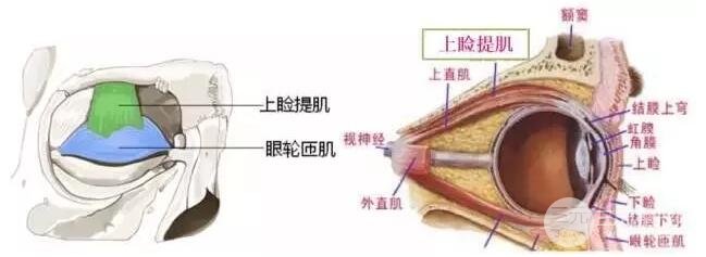 避免上睑下垂出现的技巧