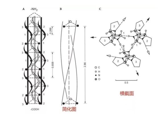 什么是胶原蛋白?