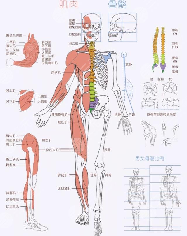 人体骨骼图