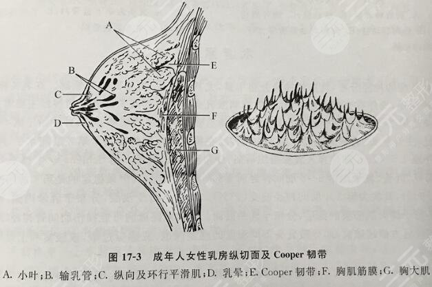 乳房护理