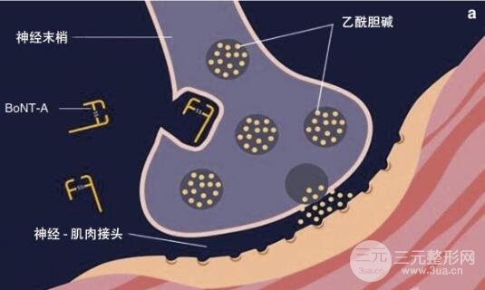 注射瘦脸的作用原理