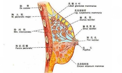 胸部一大一小怎么办?