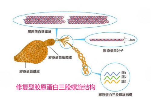 修复型胶原蛋白acmetea多少钱?