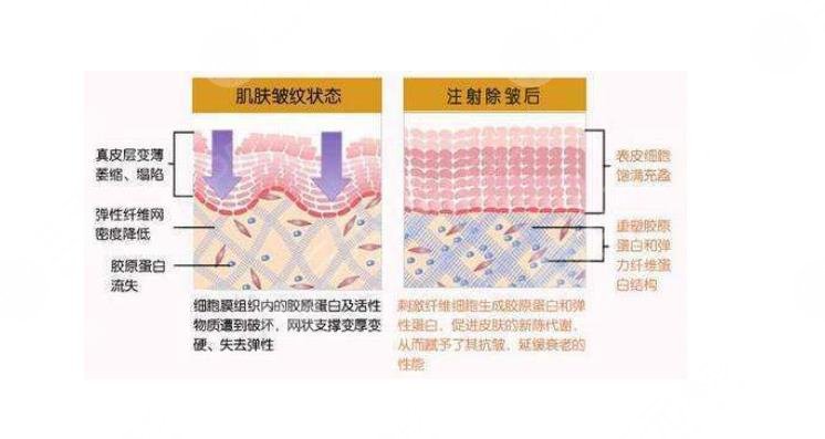 胶原蛋白怎么补有?